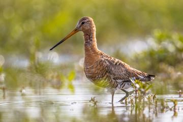 Black-tailed Godwit wader bird in natural wetland habitat