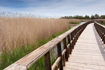 Fototapeta premium wooden bridge on the swamp