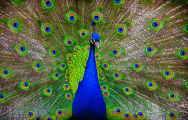 Obraz premium Portrait of beautiful peacock with feathers out
