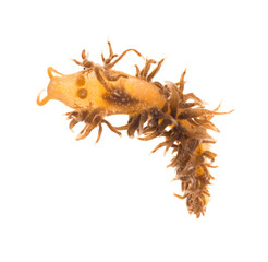 Spurilla neapolitana (Spurilla sargassicola). Isolated on white background