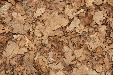 Natural backgroud of dry oak leaves