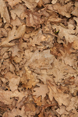 Natural backgroud of dry oak leaves