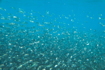 Fototapeta na wymiar A large flock of fish in the ocean.