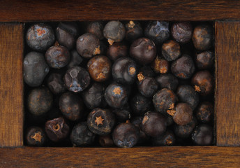 juniper in wooden box isolated