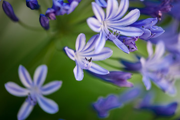 Blue Flowers