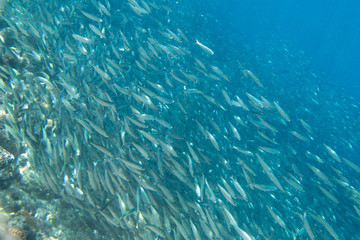 A large flock of fish in the ocean.