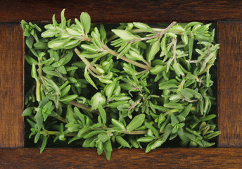 thyme in wooden box isolated