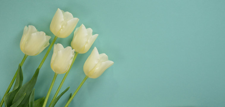 Fototapeta White tulips on a light turquoise background