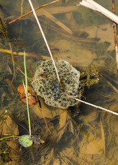 Frog nest floating in a pond.