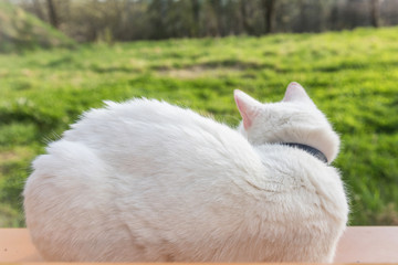 White cat sitting on a window sill. Cute white kitten.
