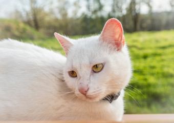 White cat sitting on a window sill. Cute white kitten.