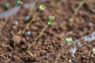 Young fresh seedling stands in plastic pots. Cultivation of plants in greenhouse.Selective focus and shallow Depth of field.