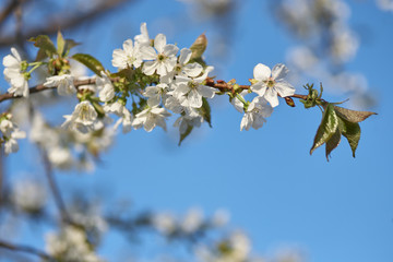 Spring flowering cherry, white flowers close-up, Selective focus and shallow Depth of field.