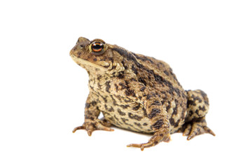 Toad on white