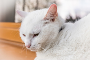 Naklejka na ściany i meble White cat sitting on a window sill. Cute white kitten.