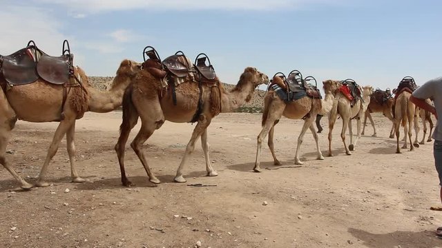 camel caravan wait