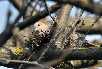 
Or ringed Eurasian collared dove sitting on eggs in the nest