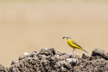 Pájaro  lavandera con insecto en el pico.