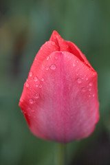 Pink tulip covered with drops after rain, Selective focus and shallow Depth of field.
