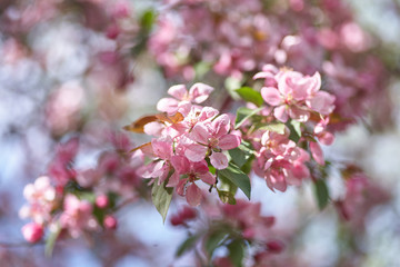 Spring flowering cherry, pink flowers close-up