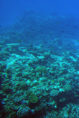 Obraz na płótnie Canvas Sea deep or ocean underwater with coral reef as a background