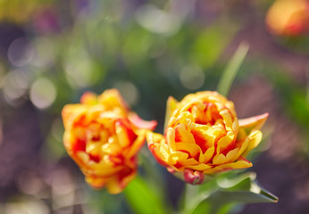 Fototapeta na wymiar Tulip flowers in close up