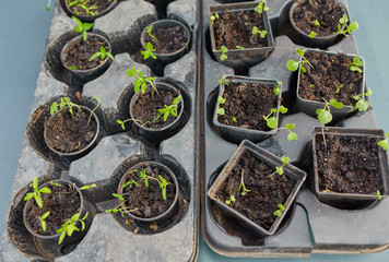 new beginning spring sprouts