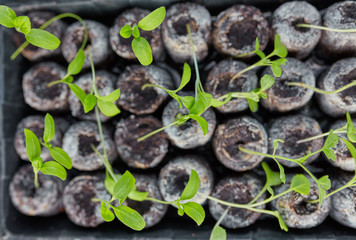 new beginning spring sprouts