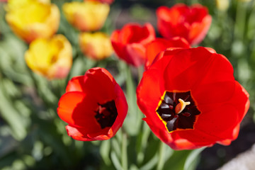 Obraz premium Tulip flowers in close up