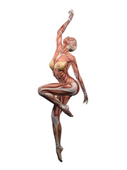 Female muscle anatomy dancing 3D Illustration