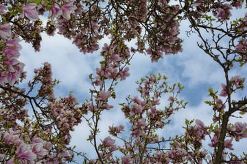 Blick nach oben zu den  Magnolien Blüten  ( Magnoliaceae )