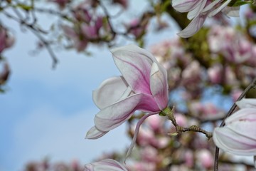 Rosa Magnolien Blüten auf dem Baum  ( Magnoliaceae )