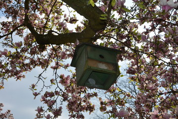 Grünes Vogelhaus hängt am blühenden Magnolienbaum  (  Magnoliaceae  ) 