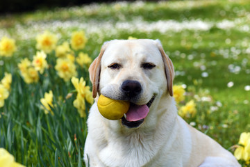 Jeune labrador avec une balle jaune dans la gueule sur fond de jonquilles