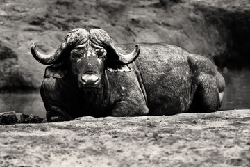 Obraz premium Old buffalo bull resting in a muddy watering hole in monochrome, Kruger National Park. Syncerus caffer