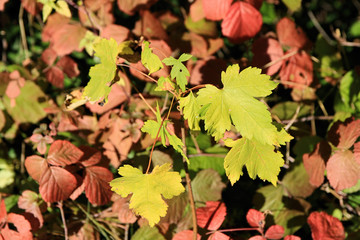 Yellow, orange and red autumn leaves, Germany