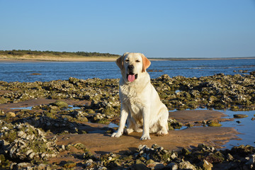 Labrador sable au bord de la mer