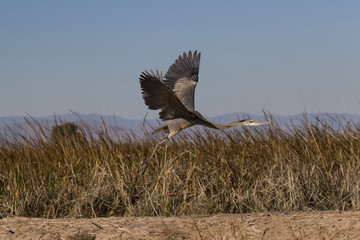 Bird heron flying at the Saltion Sea in the California desert