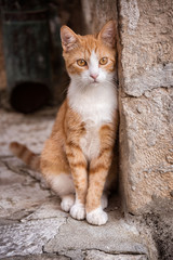 Fototapeta na wymiar Stray street cat in historic Dubrovnik, Croatia.