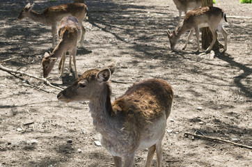Small animal deer in the park