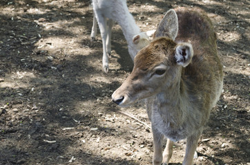 Small animal deer in the park