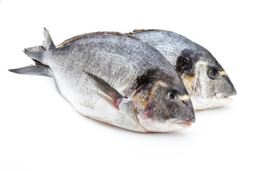 Fresh bream sea isolated on white background.