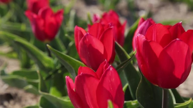 Close up of red tulips flowers bulbs. Spring flowers sunlight garden background. Tulips flowers growing at field Full HD, 1080p 