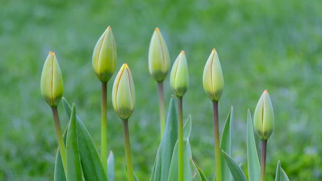 Delicate soft tulips bloom in spring day