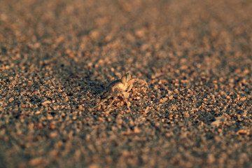  crab hiding in the sand...