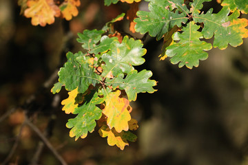 Yellow, orange and red autumn leaves, Germany