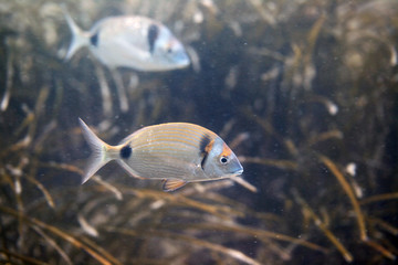 underwater world - two fish swimming in sea grass