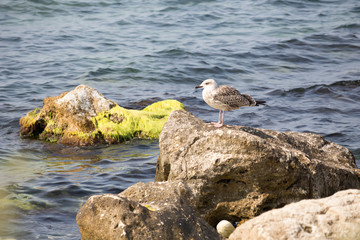 Birds