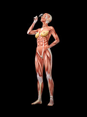 Femal muscle anatomy searching with 	magnifying glass 3D Illustration