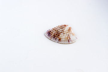 Beautiful sea shell Chione paphia on a white background